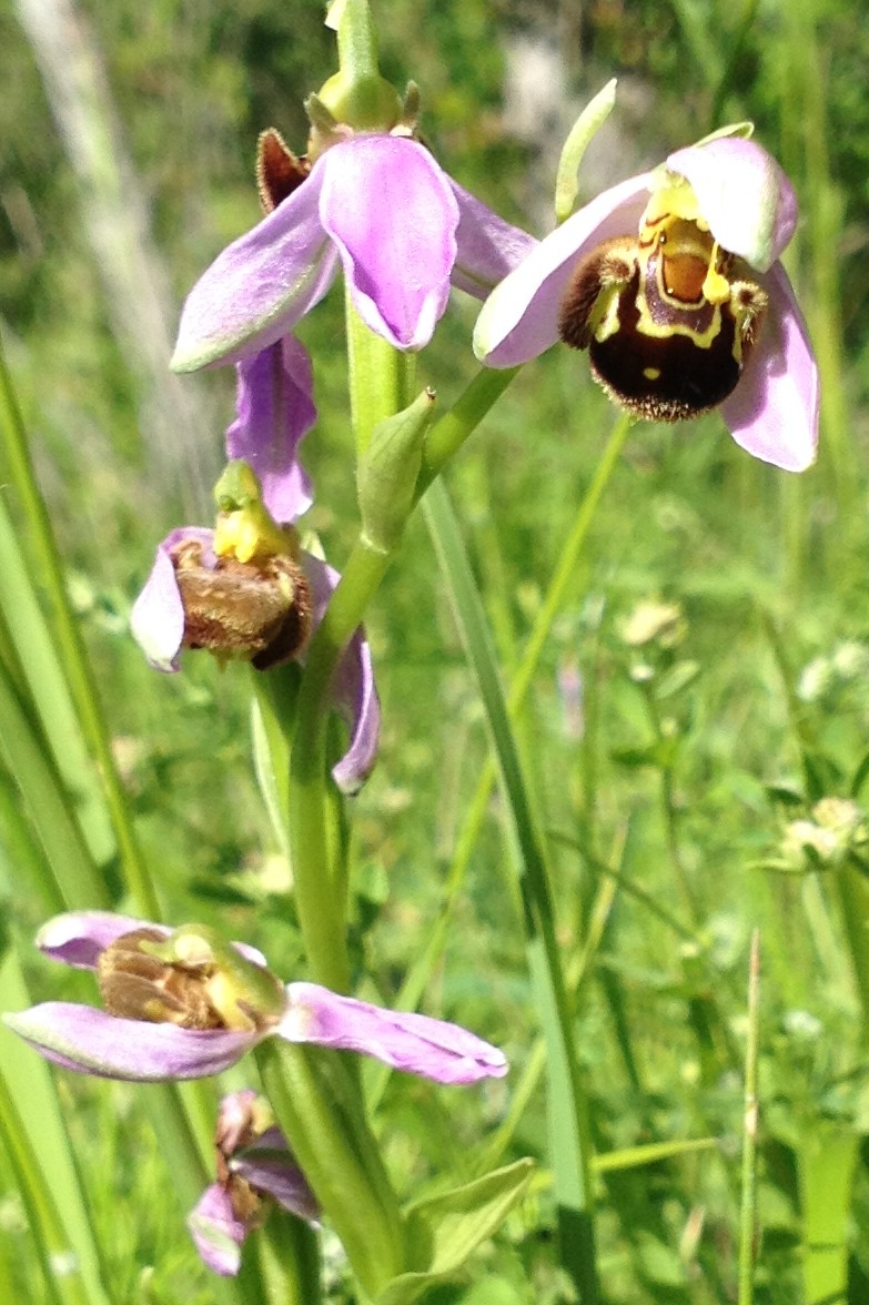 Ophrys apifera